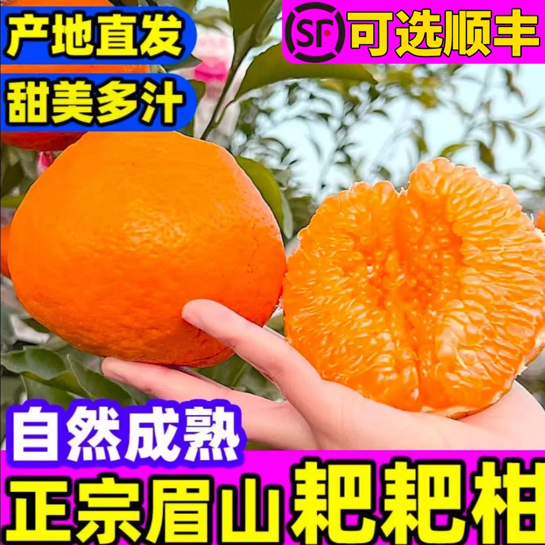 【主播精选果】【顺丰到家】正宗四川眉山春见耙耙柑春摘新鲜柑橘i
