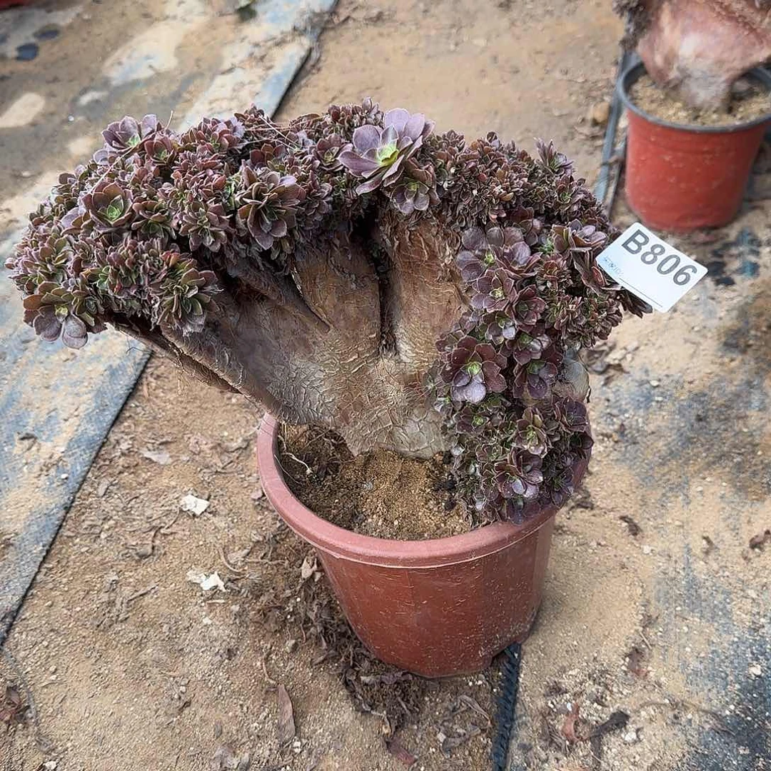 806玫瑰朵朵有多处伤一颗满28包邮