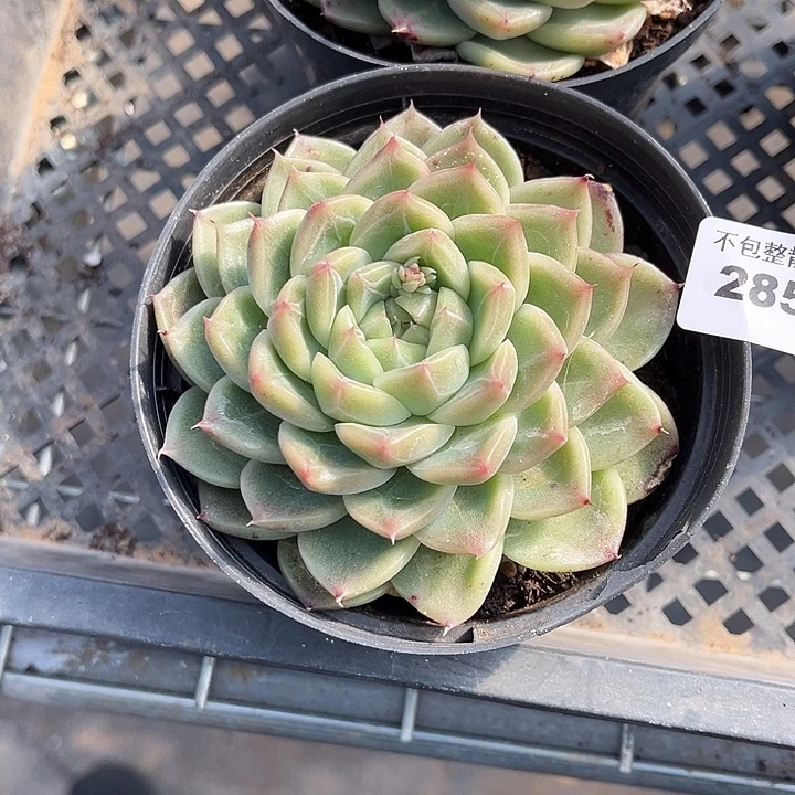 阿雅园艺。      2859钻石珍妮