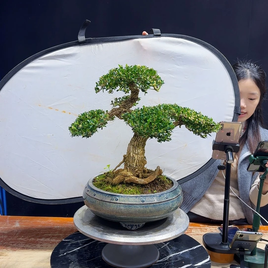 黄杨室内室外盆景