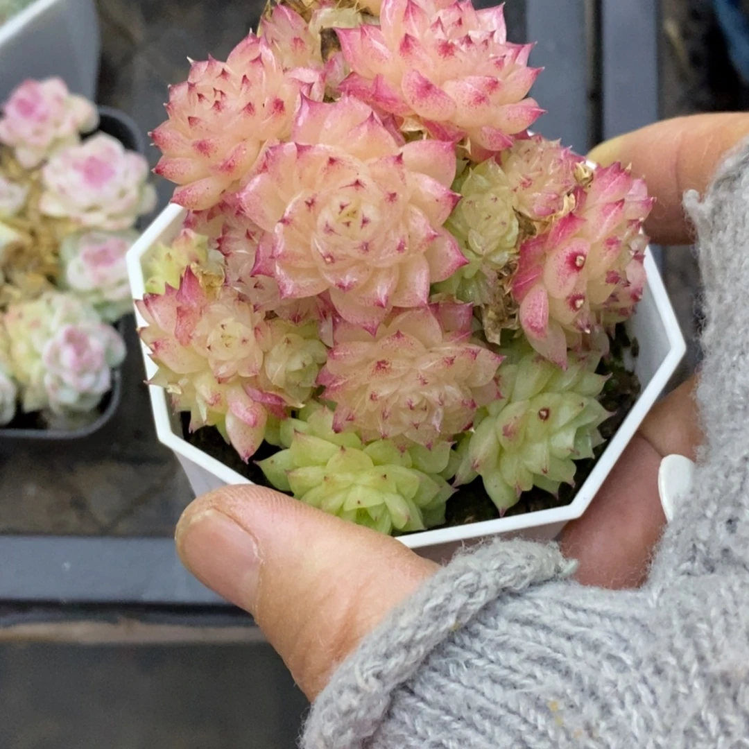 精品多肉一物一拍不包整136