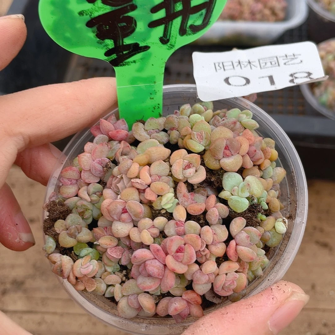 量拍多肉植物多肉植物18