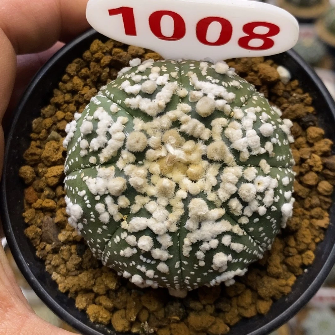 1008福利特价来了特价花园