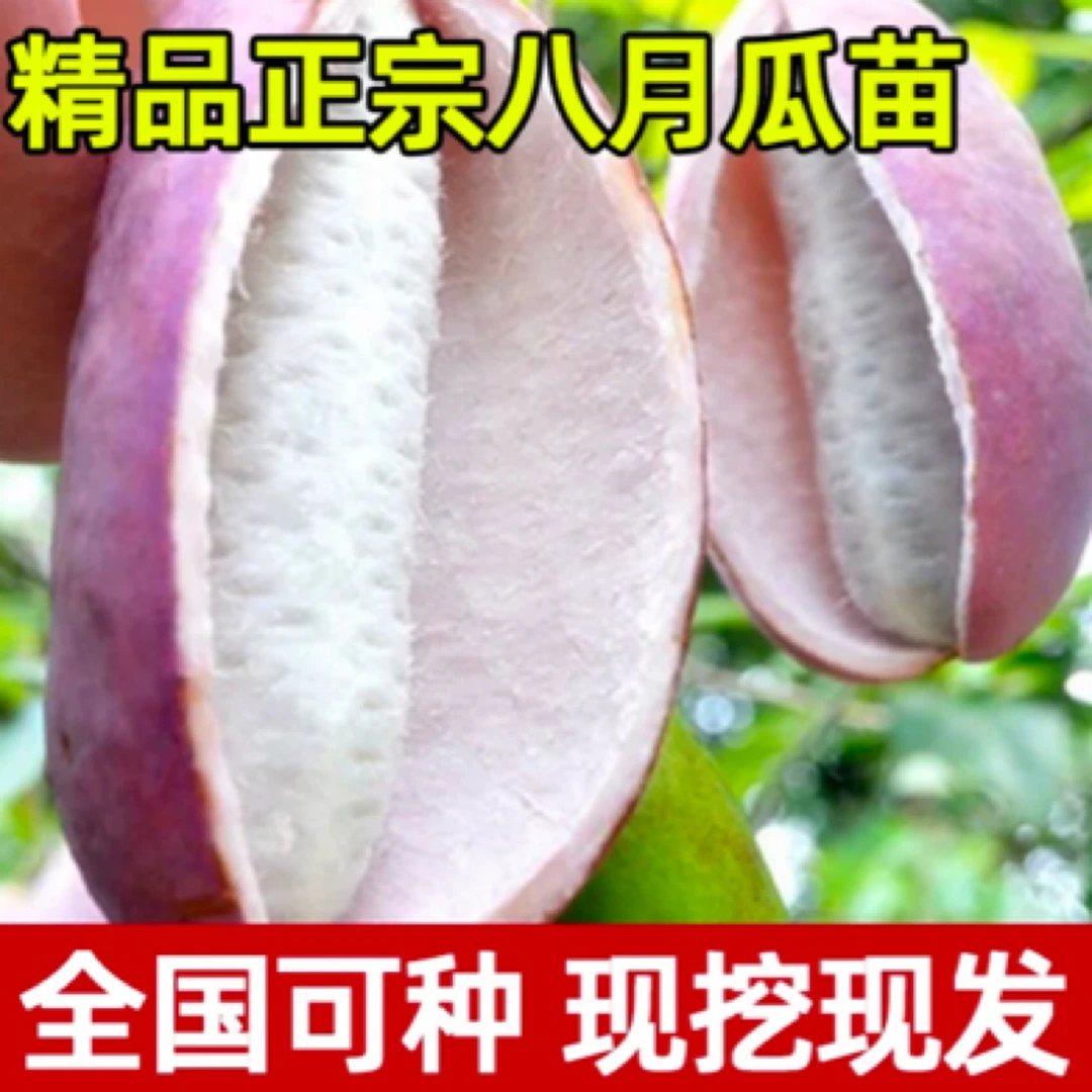 精品改良无籽少籽八月瓜苗八月炸爬藤果树苗当年结果庭院果园种植