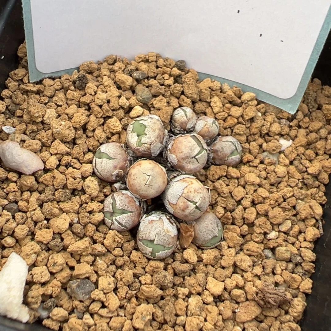 17-22奶油嘴多肉植物