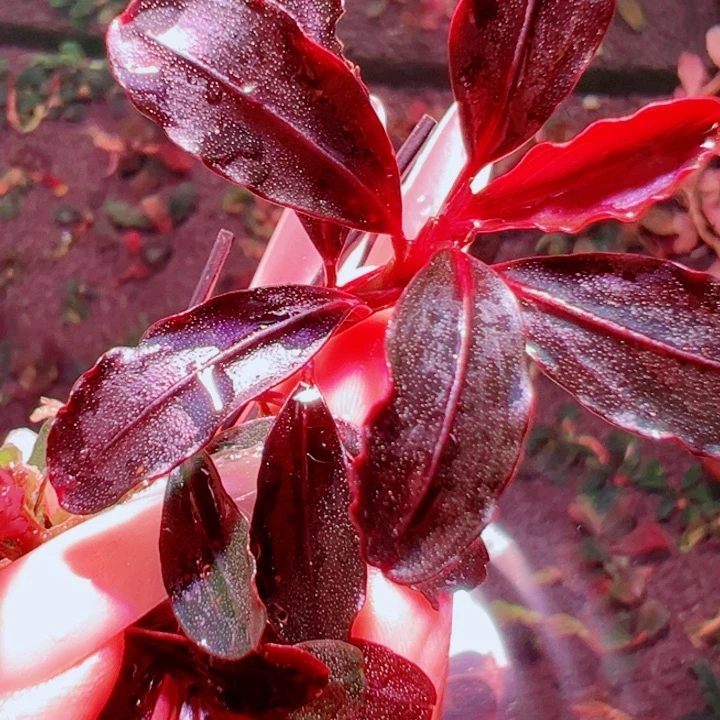 无花朵福利辣椒3号福利价一头