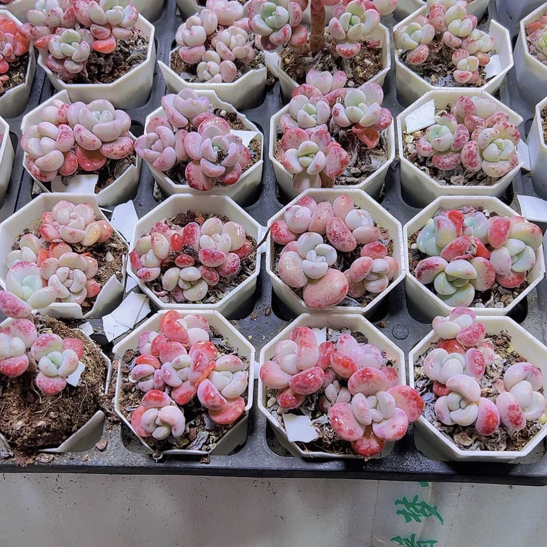 白鹭老桩群19包邮