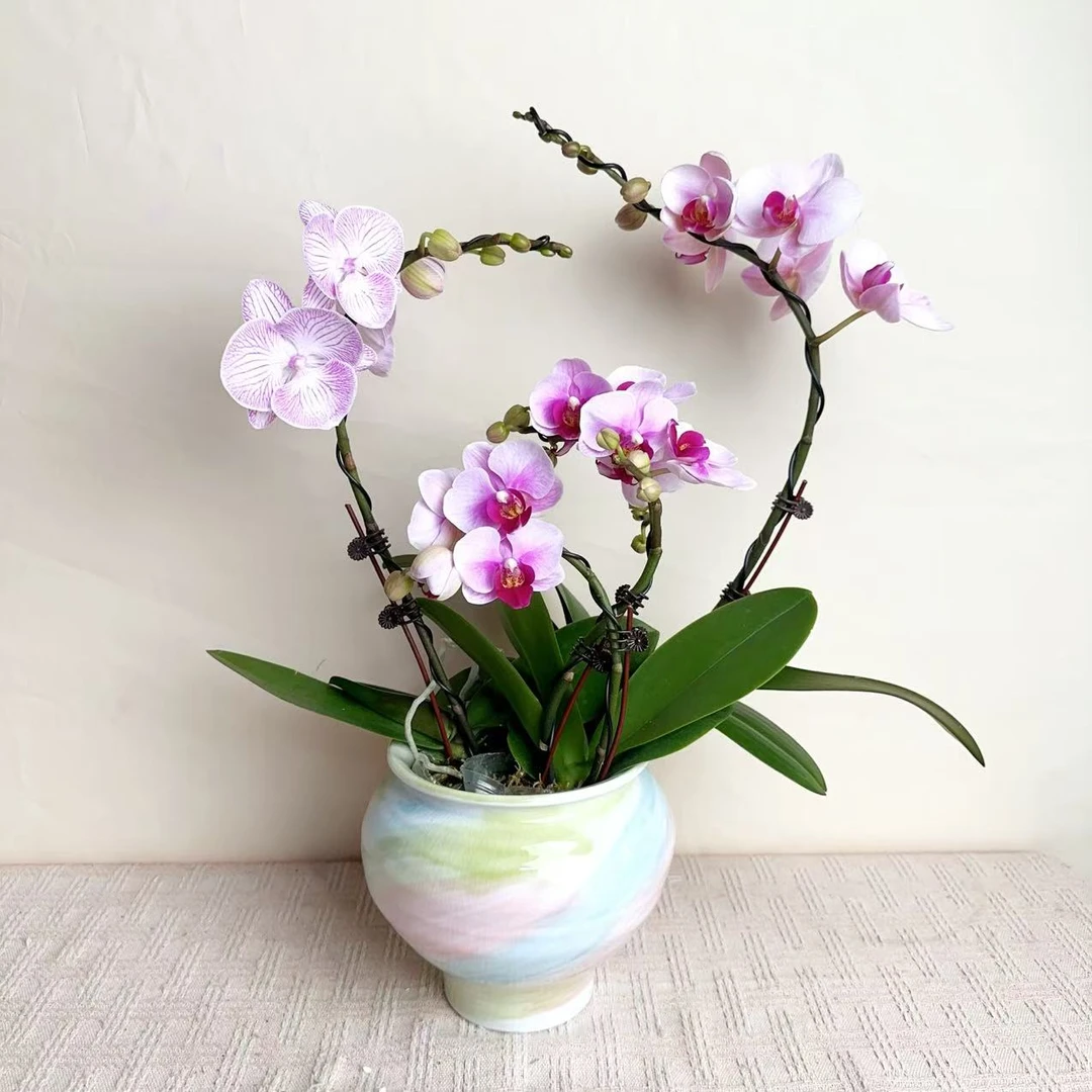 桦艺优选【仙女下凡】蝴蝶兰轻奢室内绿植花卉艺术盆栽基地直发