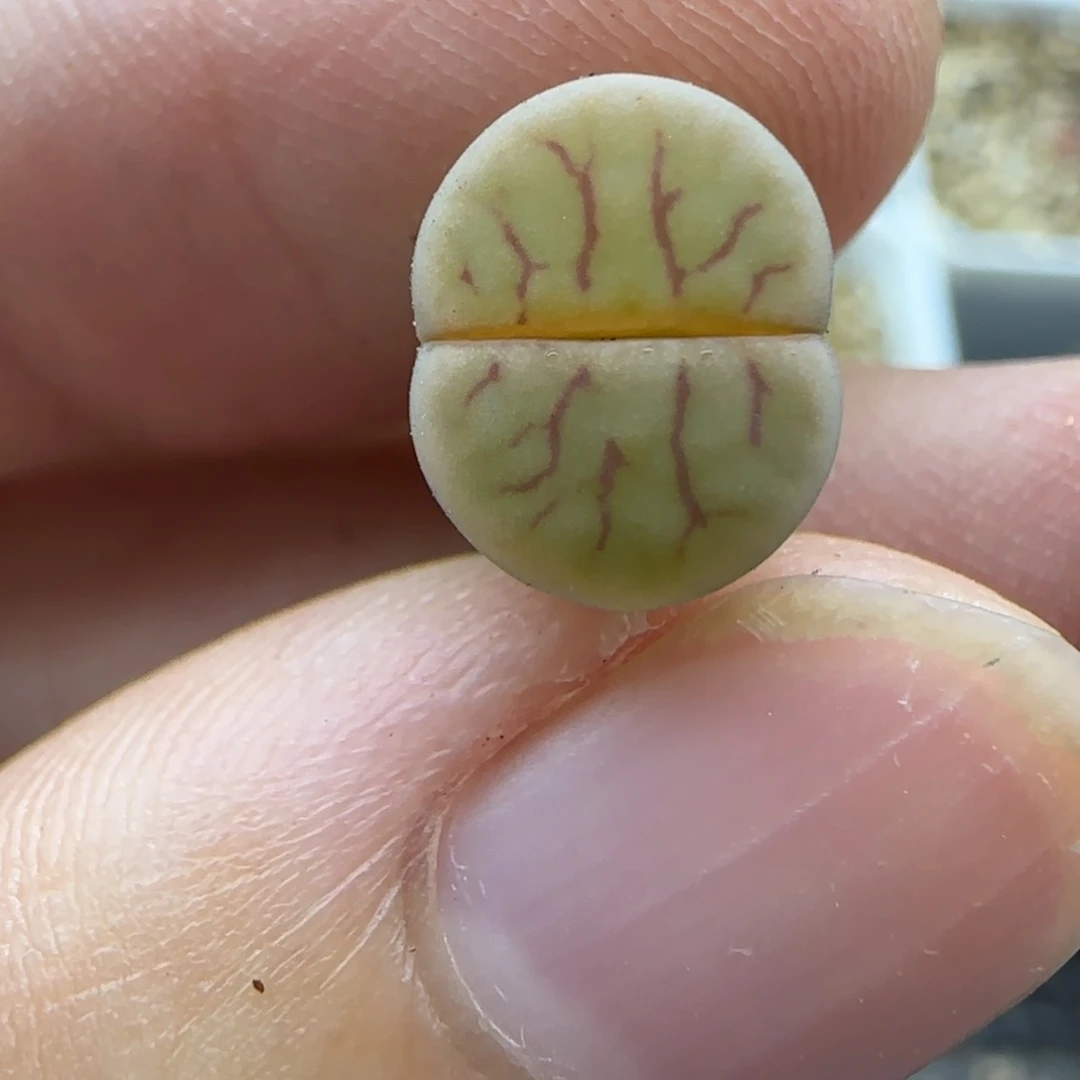 520线绚烂生石花大棚直播