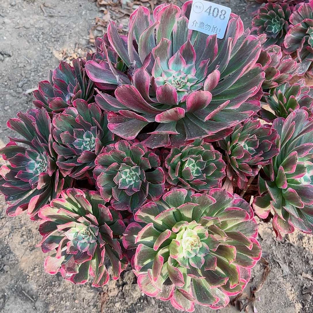 无花朵海*多肉植物408