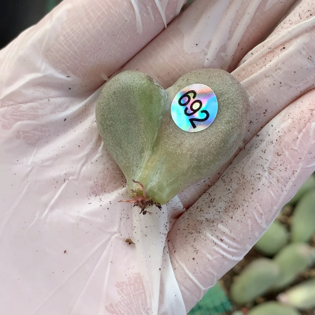 爱心叶片哈哈哈哈哈哈692