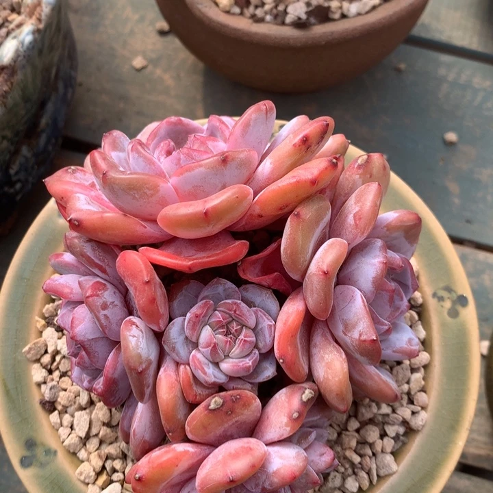 无花朵哈哈哈哈哈哈哈哈