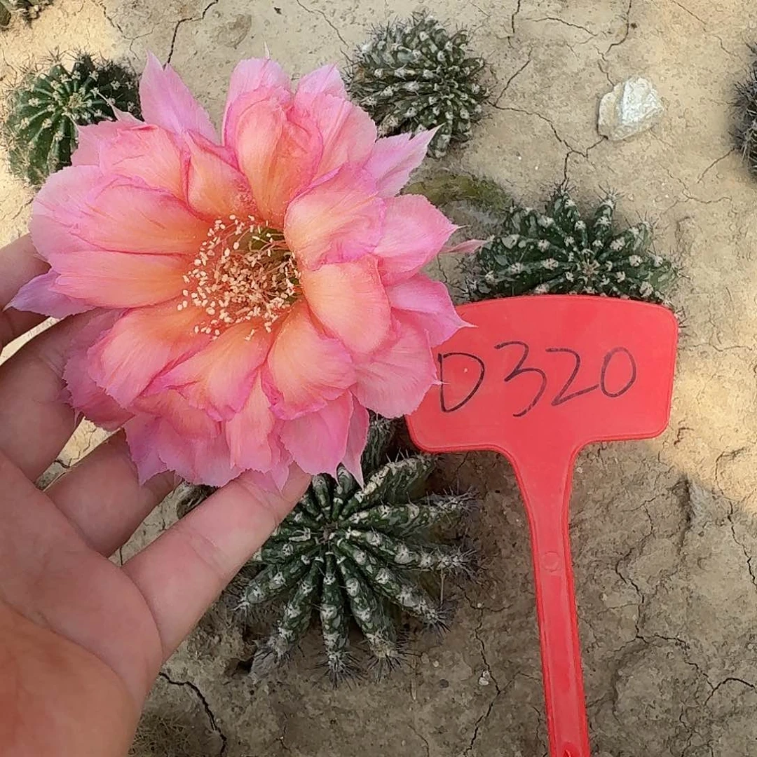 D320,4.23瑕疵歪头4cm