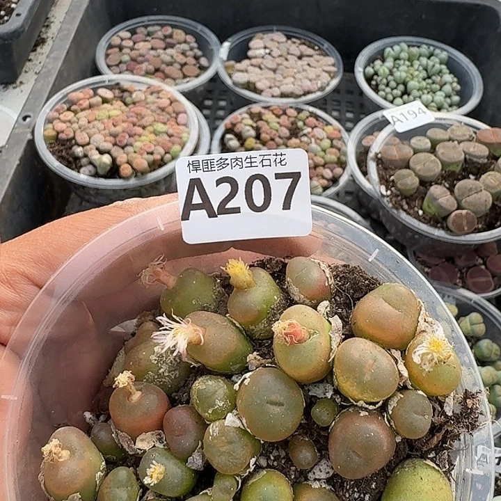 207多肉植物多肉植物