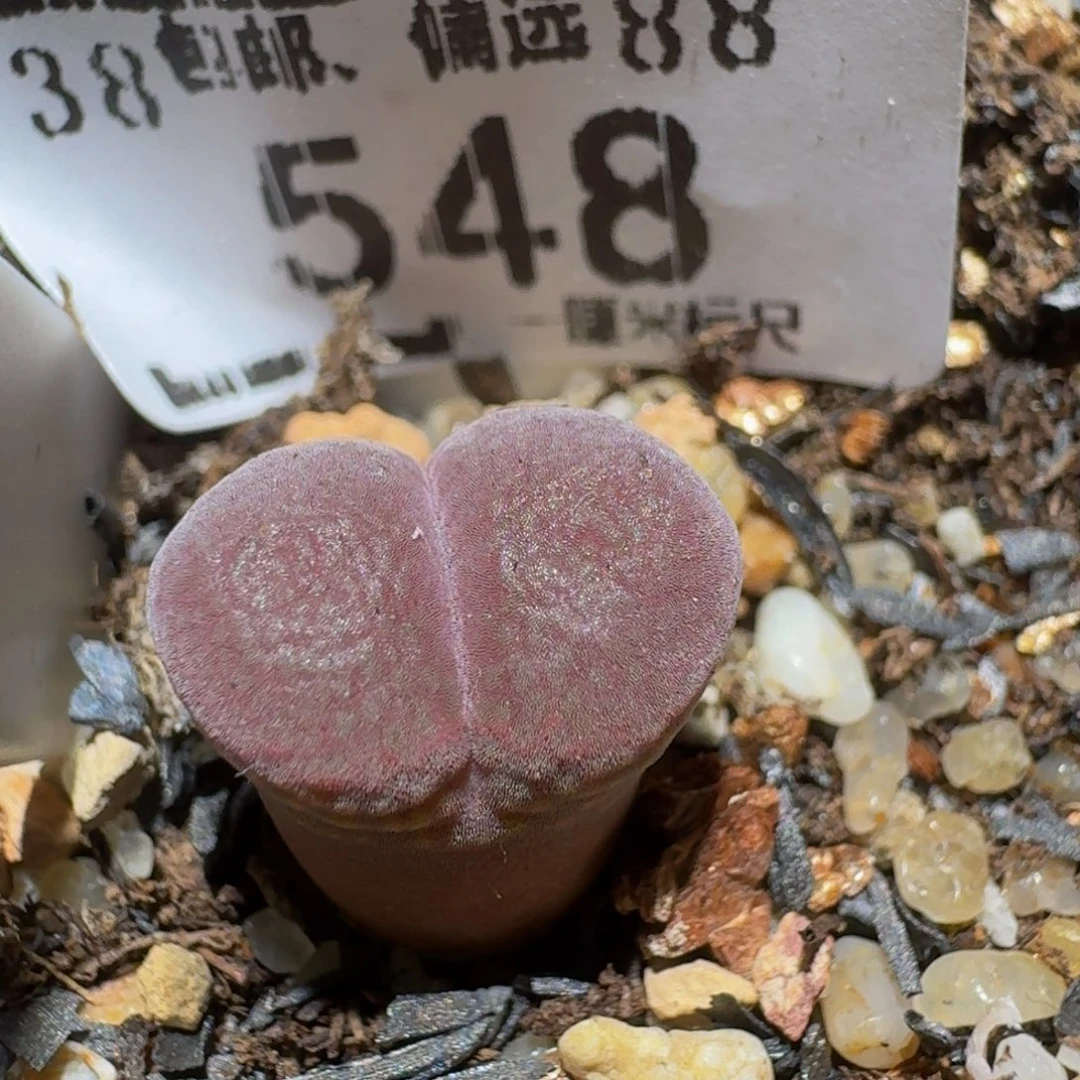 zzZz生石花肉锥548