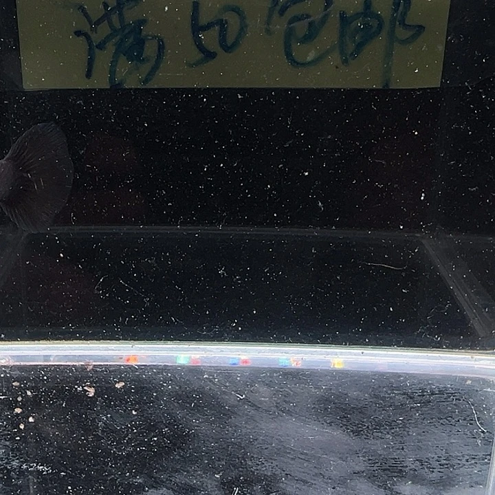 孔雀鱼艾尔银黑尾