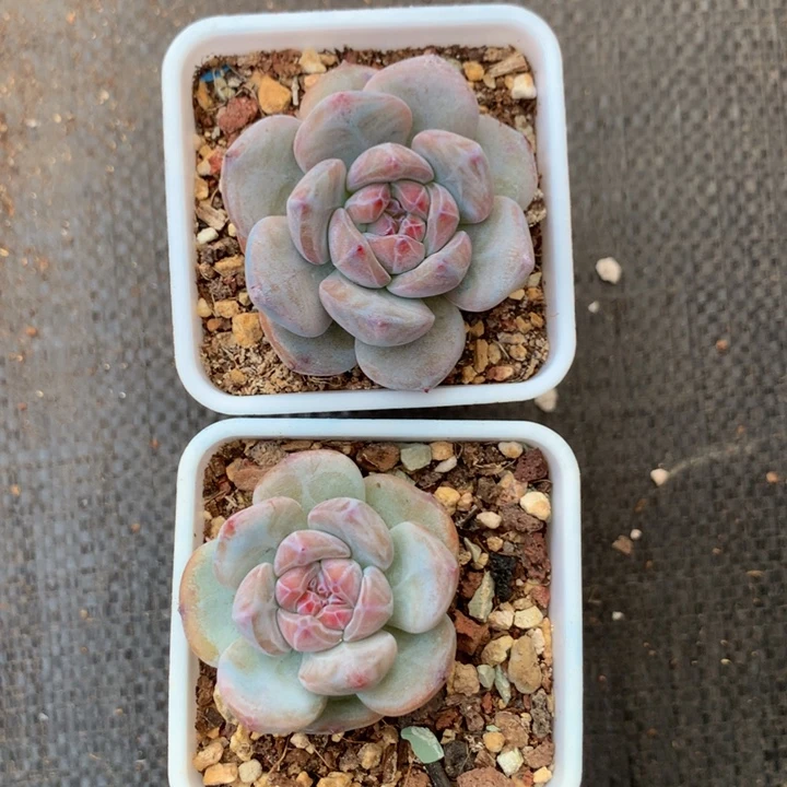 精控星影单头一物一拍