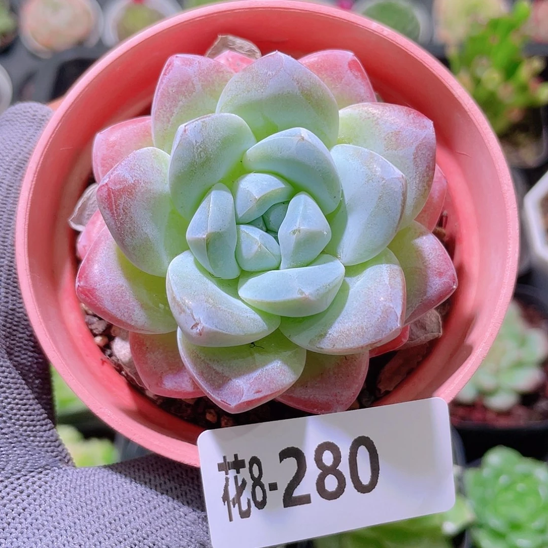 花利美 8-280冰玉