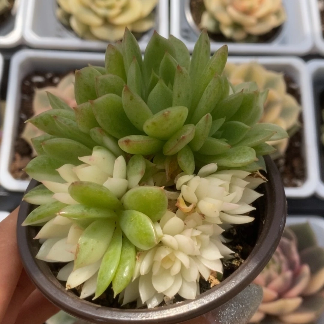 110赤水晶锦锦锦锦锦