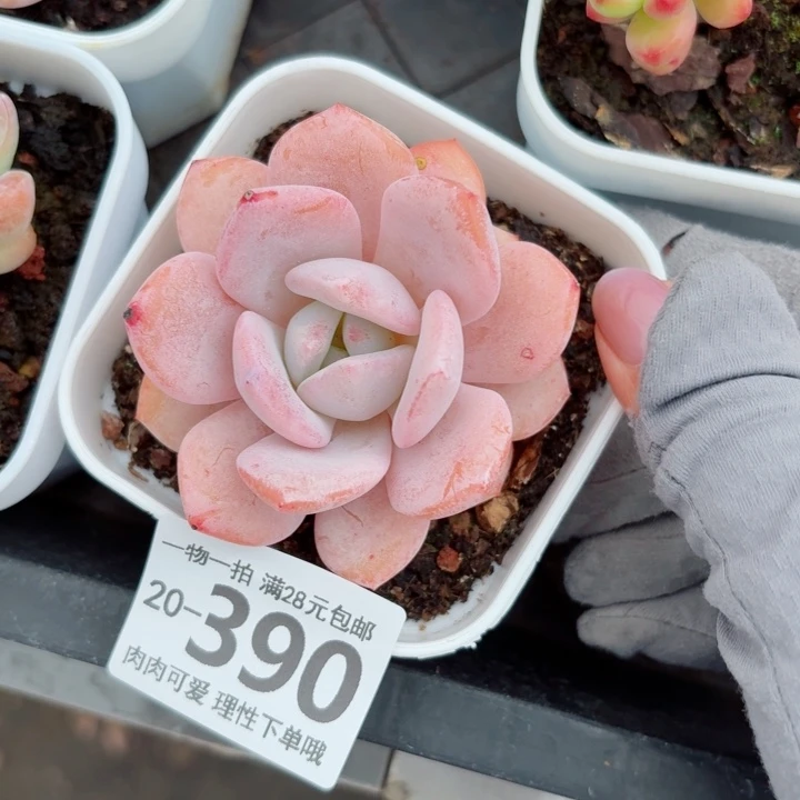 奶盖多肉植物多肉植物
