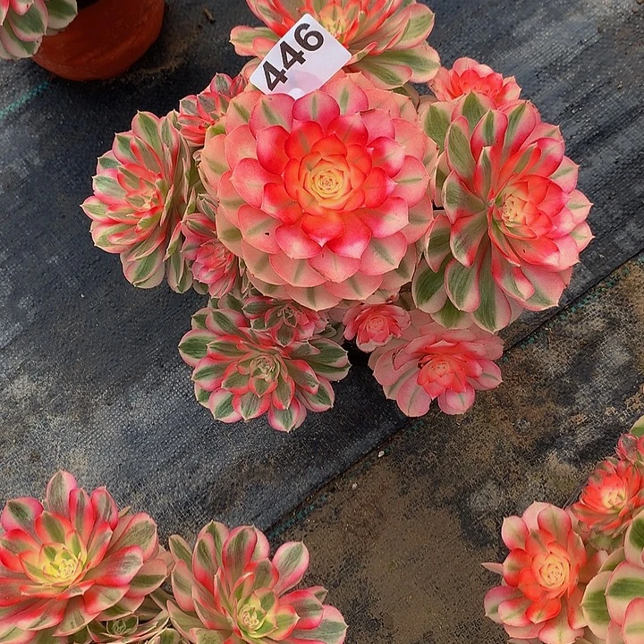 多肉法师倾城44600