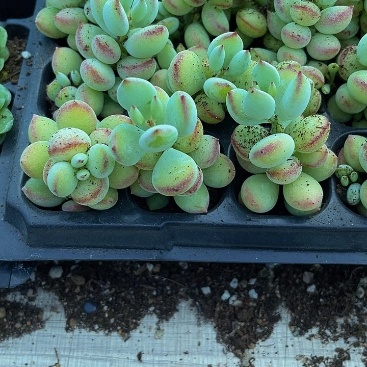 小香豆子1元带土发