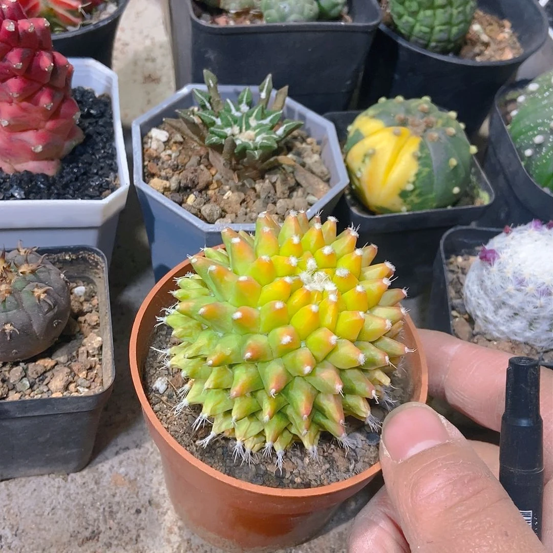 迎春锦一物一拍，