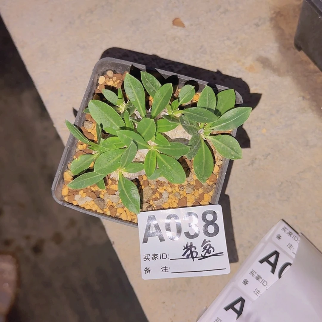 【闪购商品】?****?块根植物