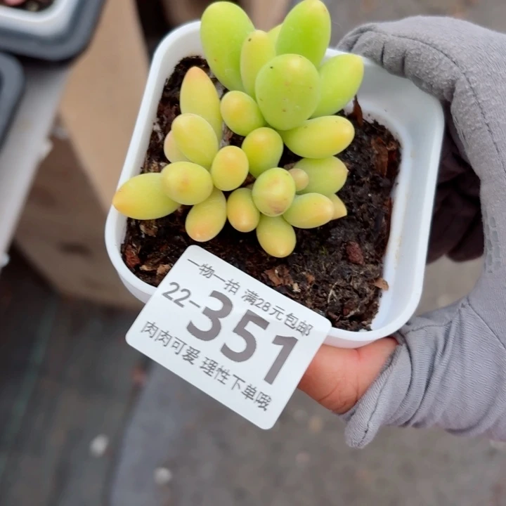 金蝉多肉无盆土发货无盆土