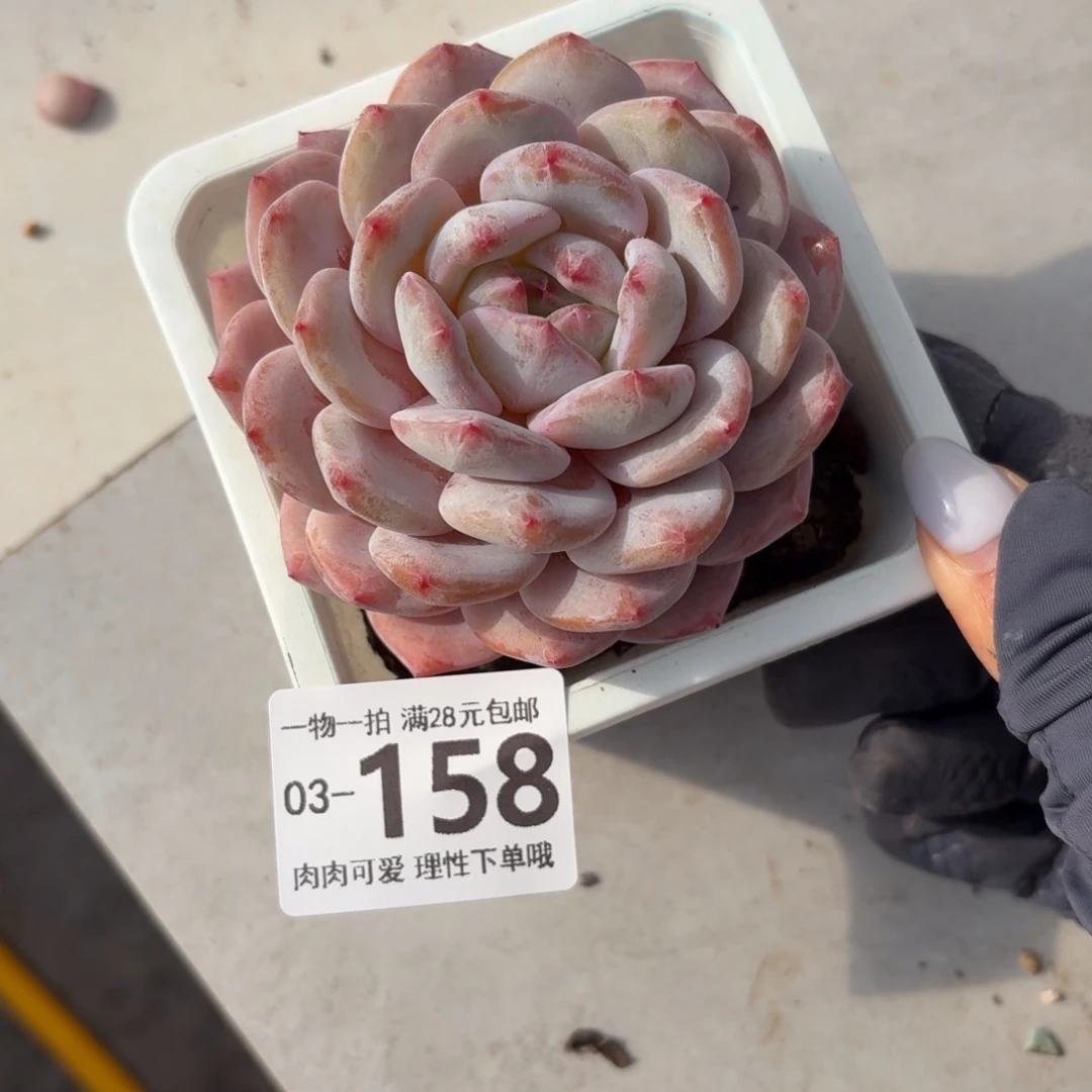 橙梦露无盆土发货无