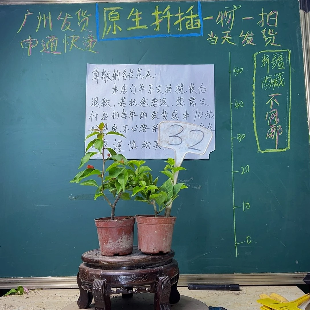 当前无花栽培后可以开花斑叶米罗掌中宝 热火桑巴掌中宝 32