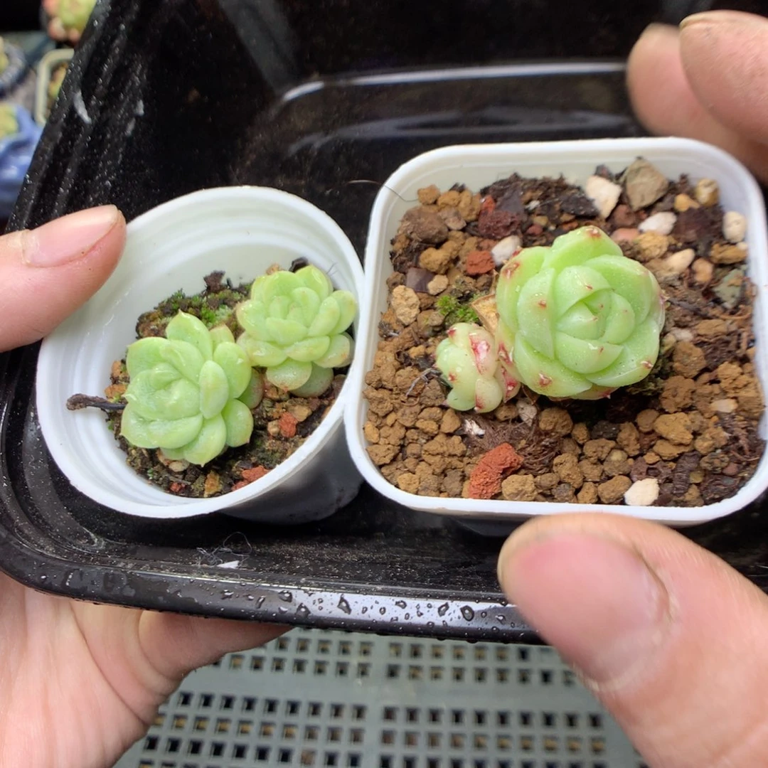 D55y y y y y g y t t t