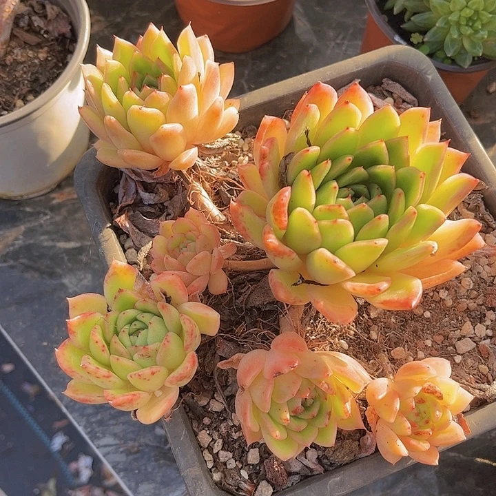 冰河世纪14225多肉植物