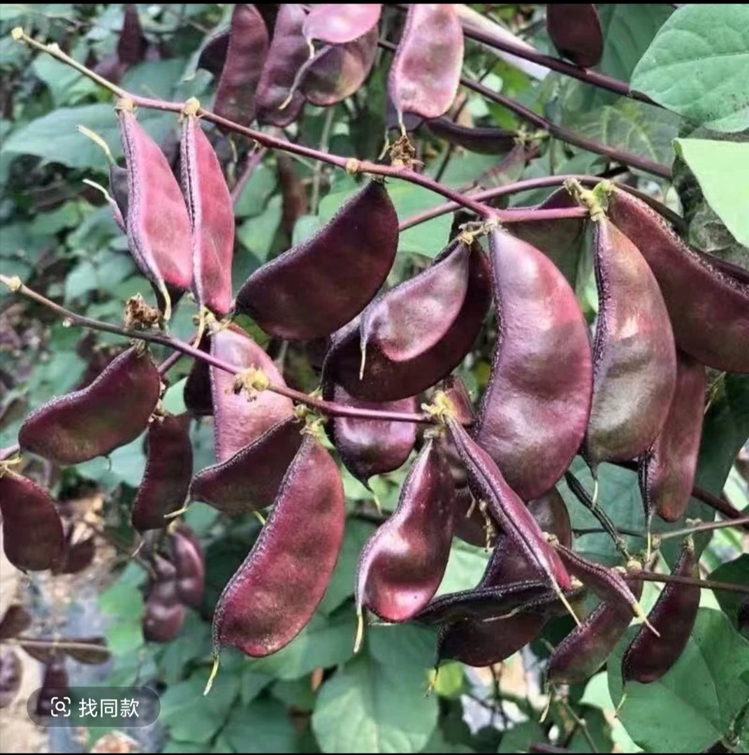 新鲜扁豆现摘现发红扁豆紫扁豆角猪耳朵峨眉豆梅豆角扁豆角蔬菜
