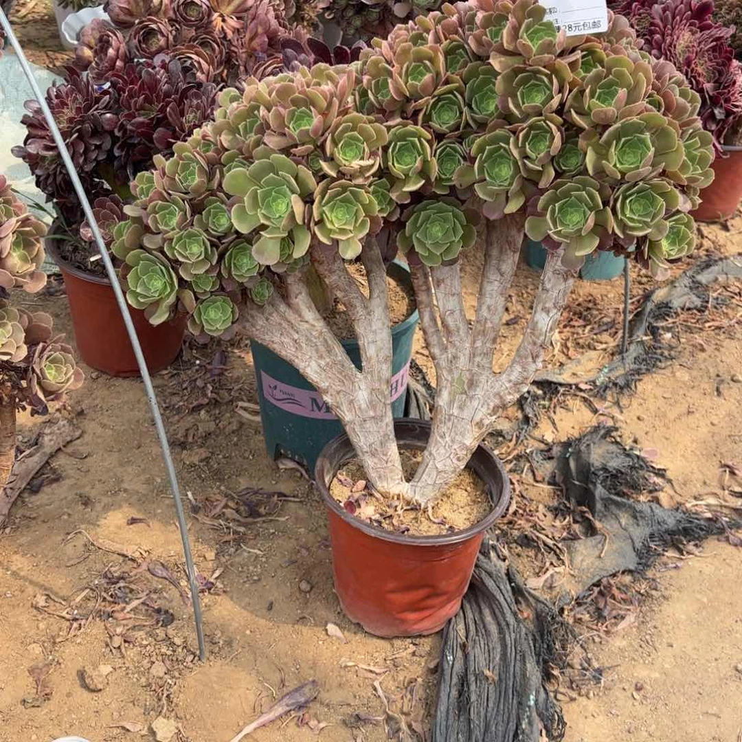 咖*739玫瑰朵朵缀多肉植物