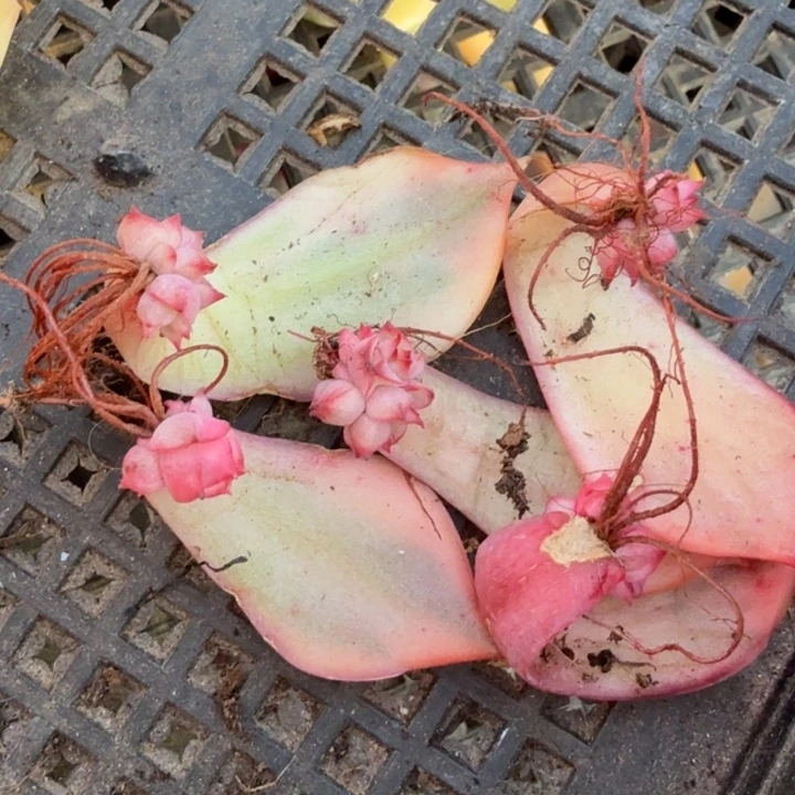 一组红莲锦多肉锦