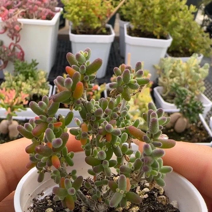 554-米粒植物枝干