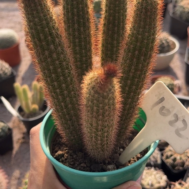 1022群生紫水晶好养皮实