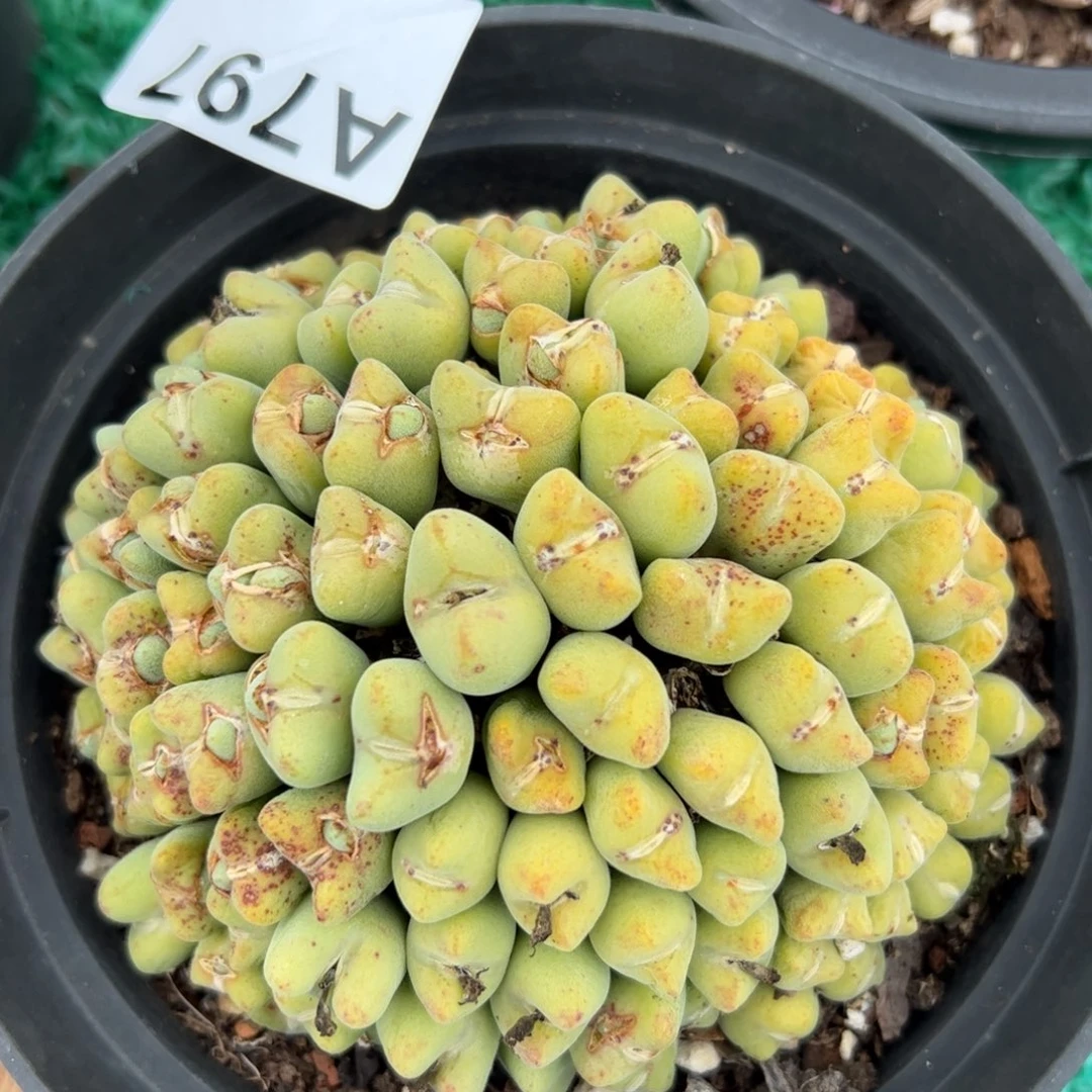 797 满38包邮非偏远