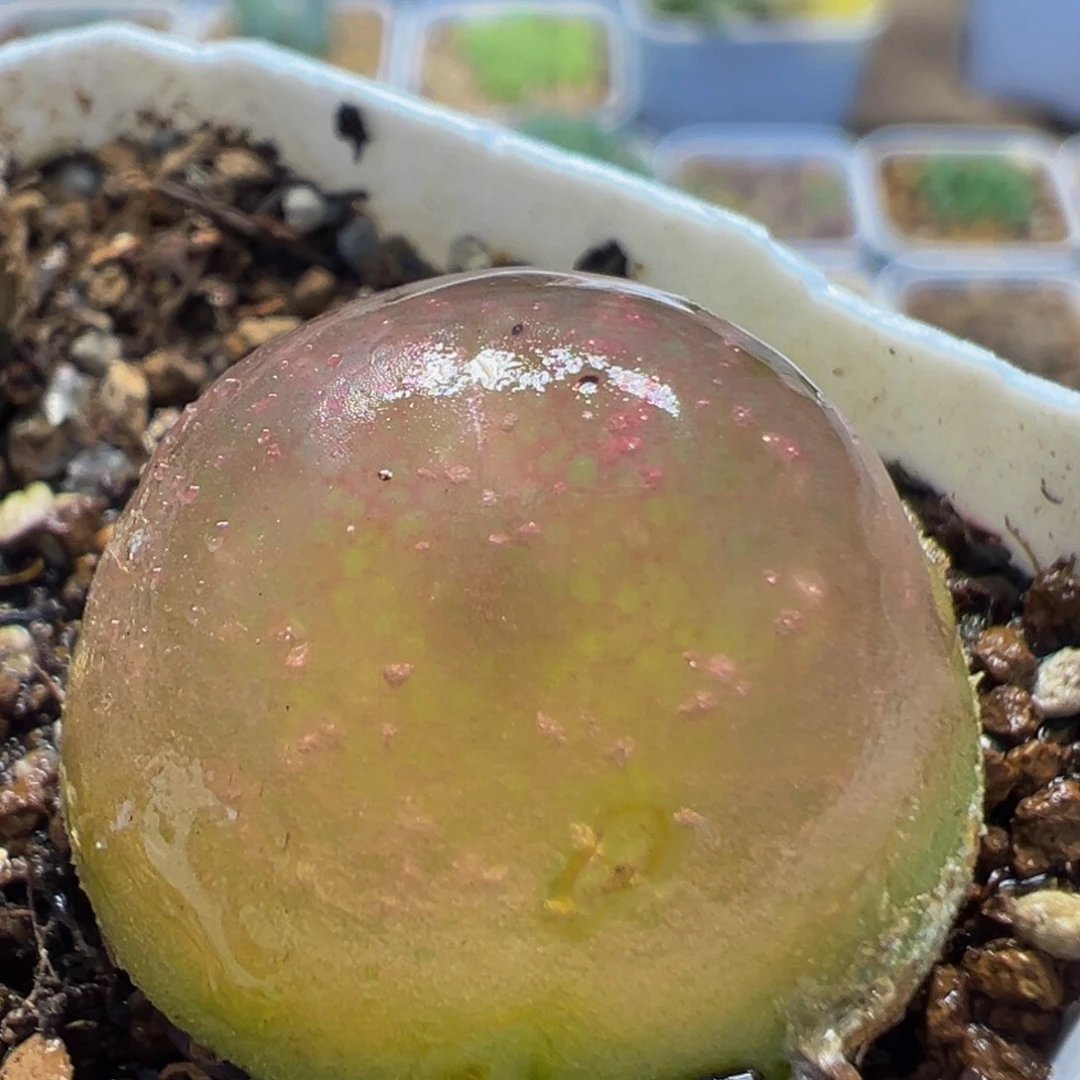 85多肉植物百科灯泡