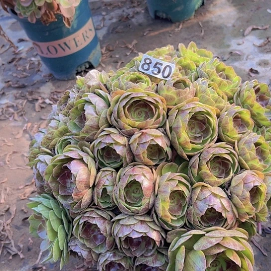 财***顺多肉植物一个沙拉碗