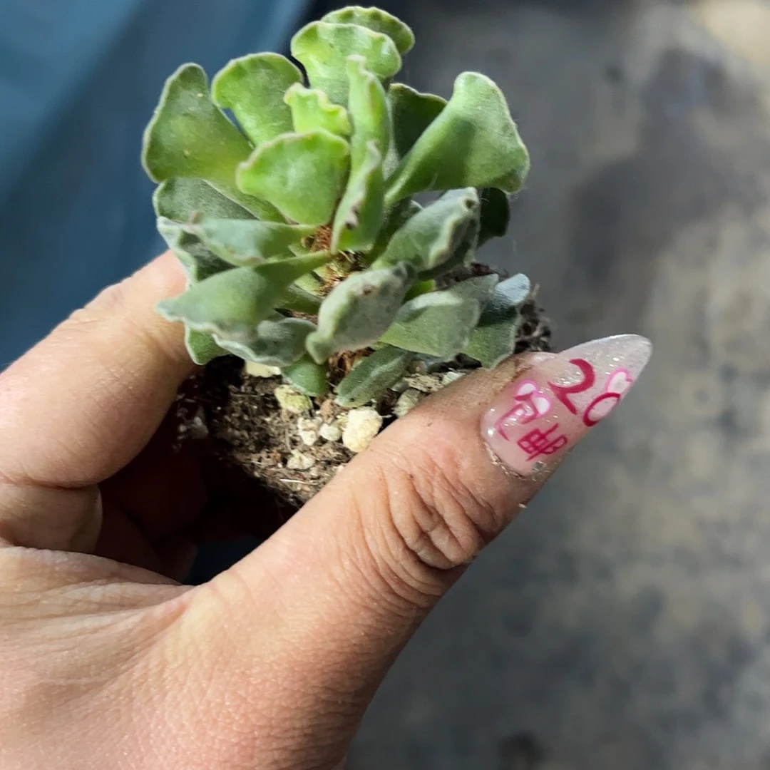 神想曲单头发货有根