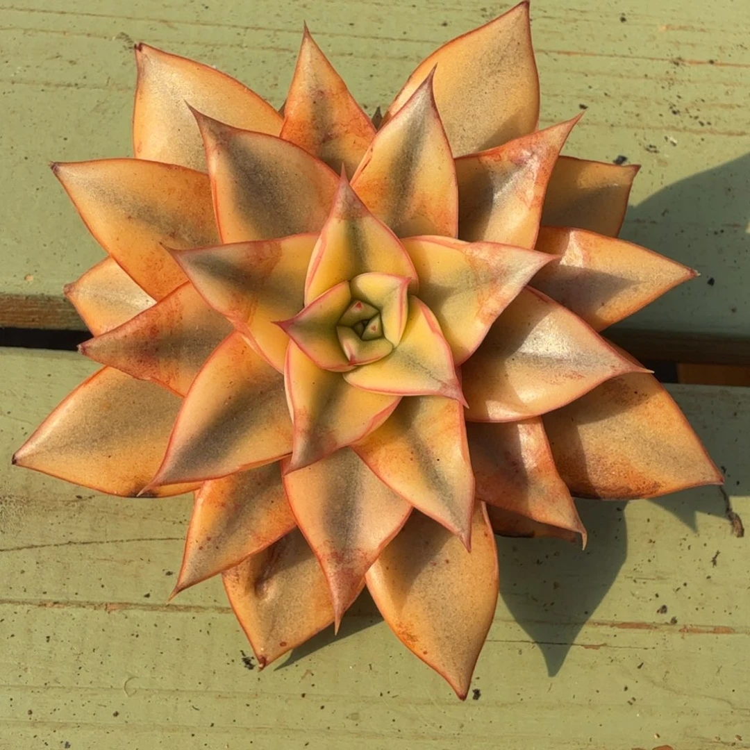 麒麟座锦，锦上园艺一物一拍