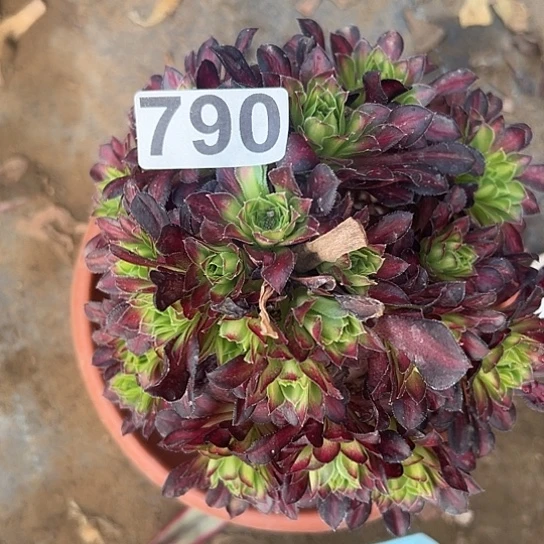 嘿****這多肉植物1个