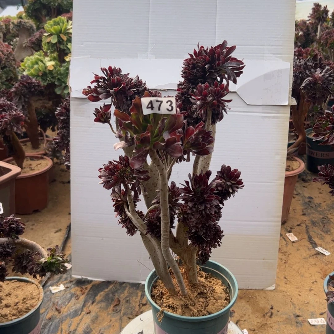 山**水有伤黑缀473啦啦啦啦