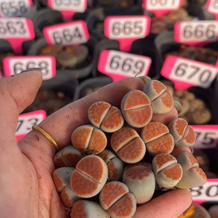 用***1693号888888888008