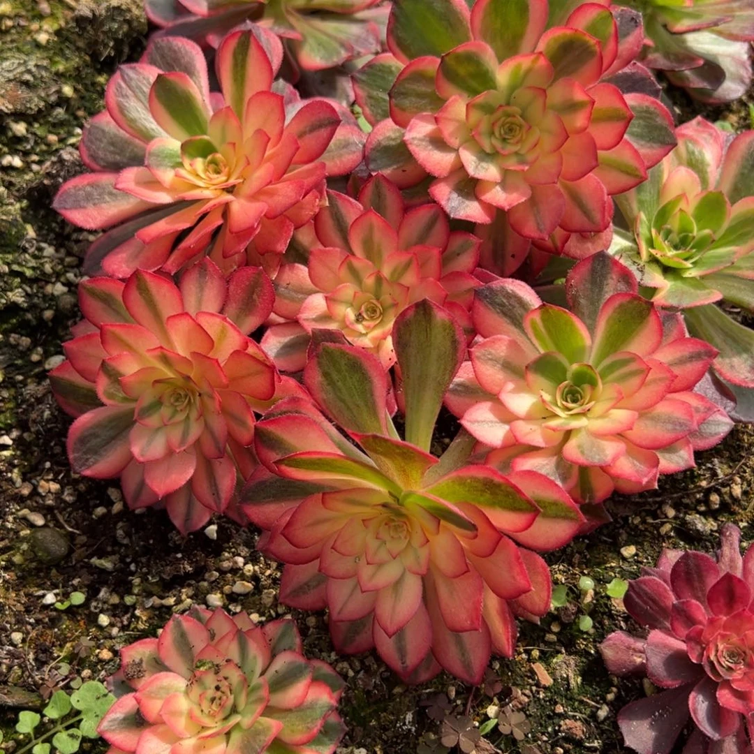 84彩锦黑魔锦6颗多肉20