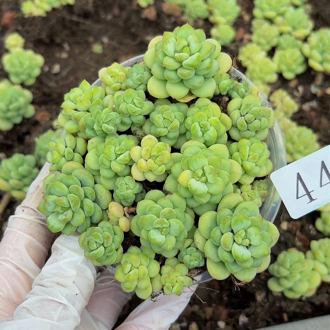 多肉植物多肉植物443