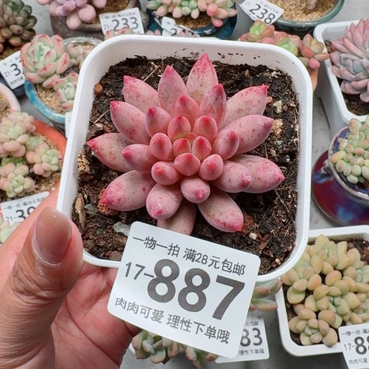 金鱼姬多肉无盆土发货多