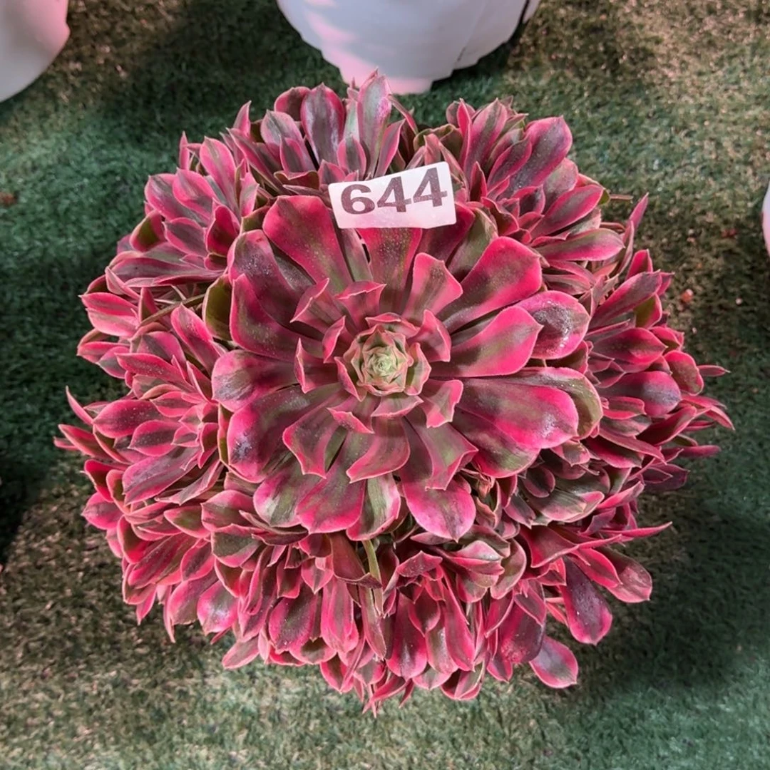 644！女妖法师多肉植物